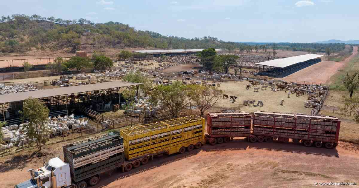 Why Australia's live cattle trade is more reliant on Indonesia than ever