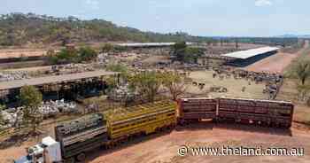 Why Australia's live cattle trade is more reliant on Indonesia than ever