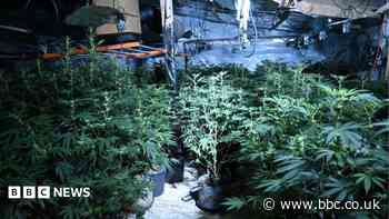 One of county's largest-ever cannabis farm uncovered