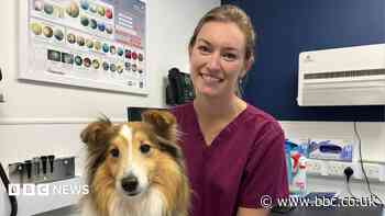 Heatwave prompts RSPCA to advise 'dog lockdown'