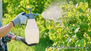Banish garden pests away from prize blooms with easy 50p recipe