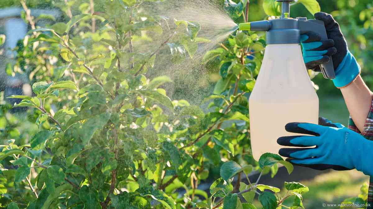 Spraying simple 50p recipe on your plants will keep pests like slugs and aphids away