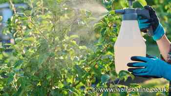 Spraying simple 50p recipe on your plants will keep pests like slugs and aphids away