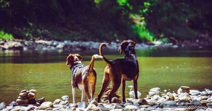 Il “divieto d’accesso ai cani nelle aree verdi” è illegittimo: ecco cos’ha deciso il Consiglio di Stato