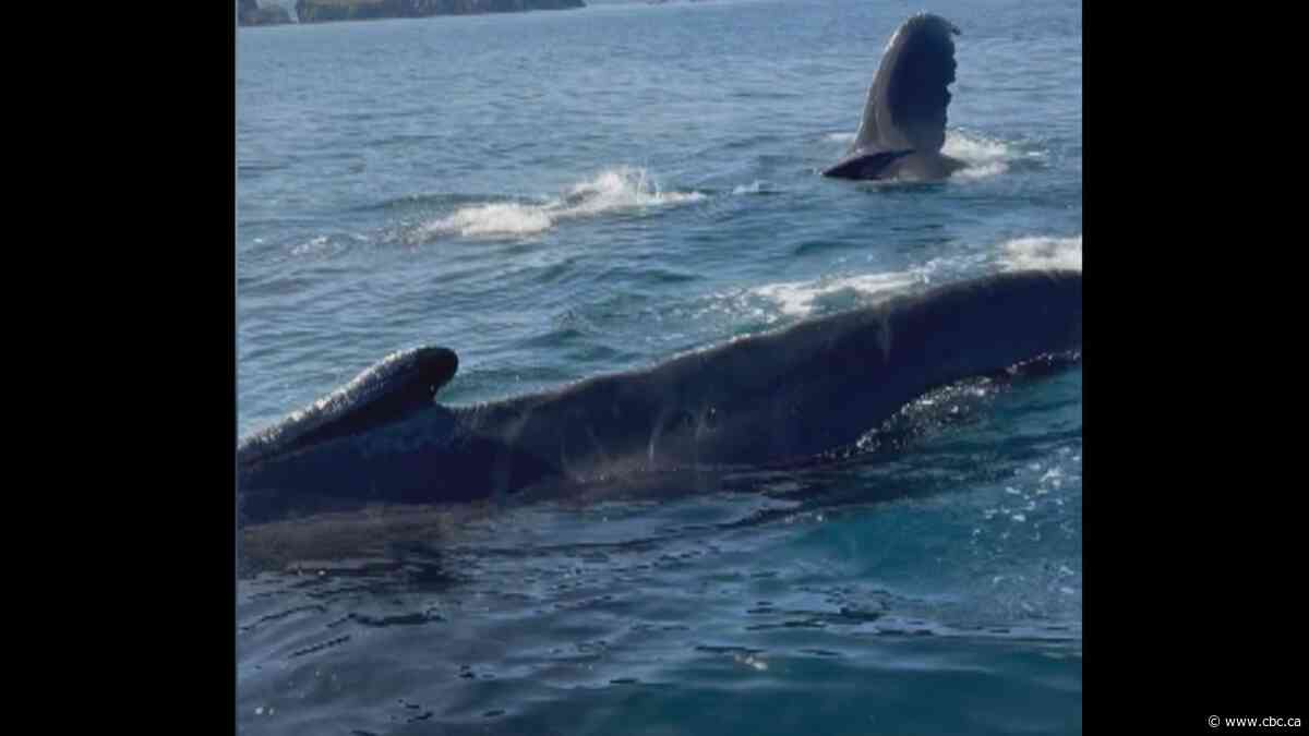 Rare encounter with humpback whales | The Moment