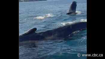 Rare encounter with humpback whales | The Moment