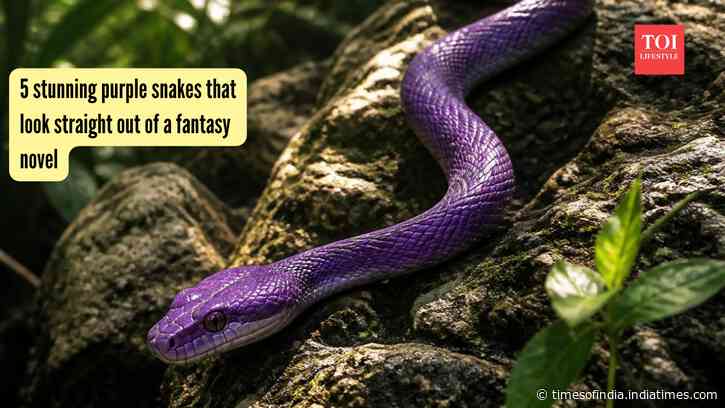 5 stunning purple snakes that look straight out of a fantasy novel
