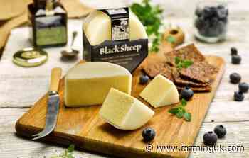 Wales launches push to build commercial sheep milk market