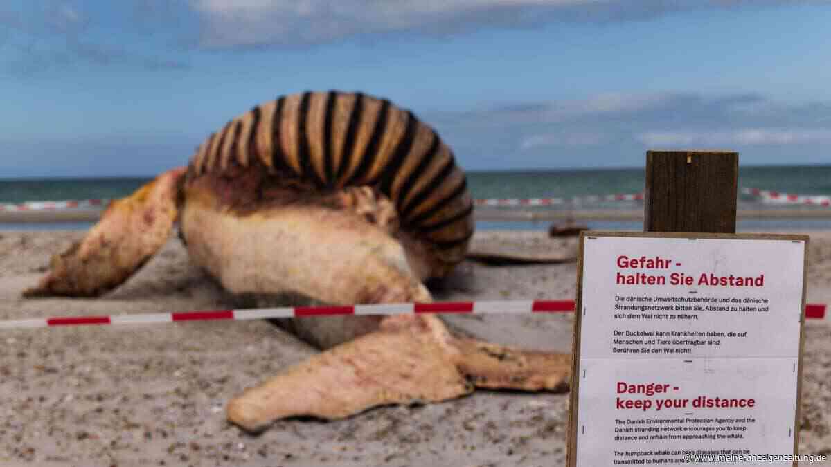 Toter Buckelwal auf Anholt doch nicht Timmy? Pressekonferenz noch heute angekündigt