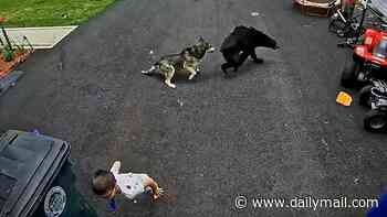 Family's heroic dog fights off bear that charged at 6-year-old boy in shocking video
