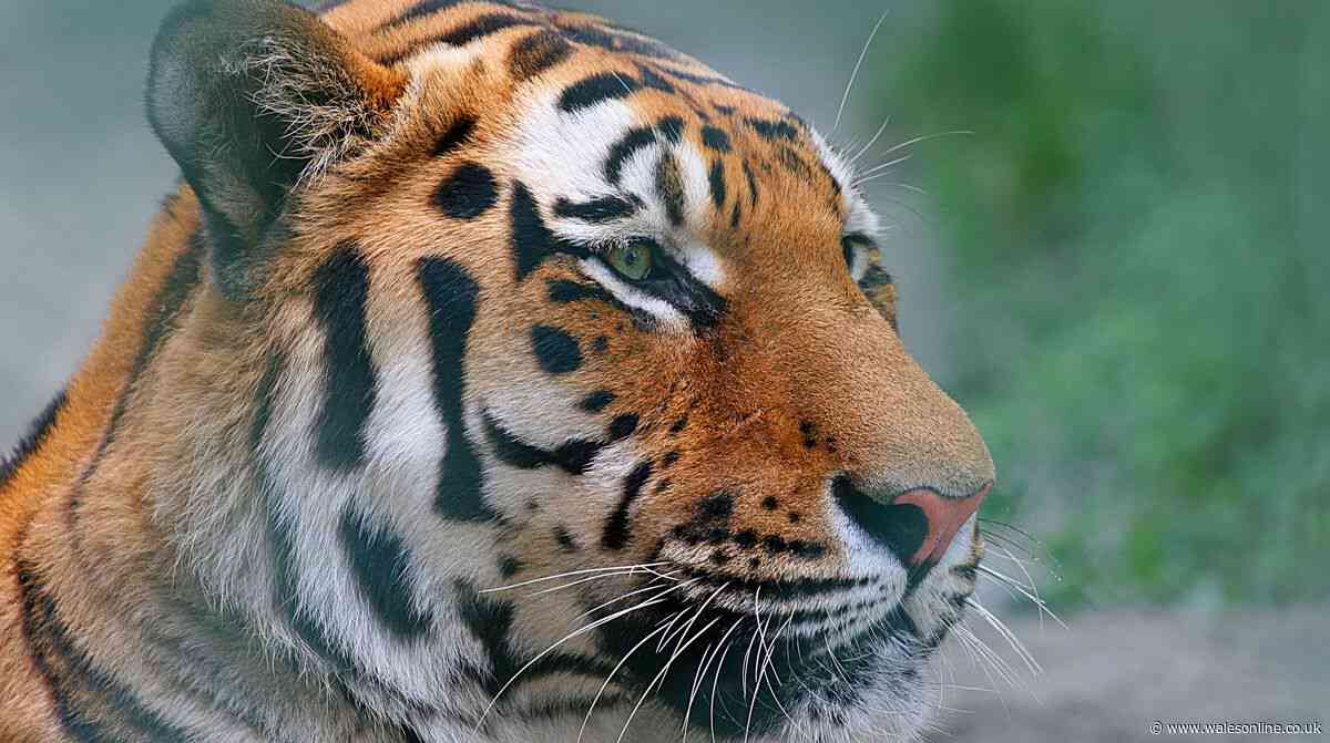 Map shows who has wild animals as pet in UK including crocs, big cats and snakes
