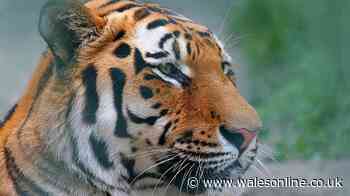 Map shows who has wild animals as pet in UK including crocs, big cats and snakes