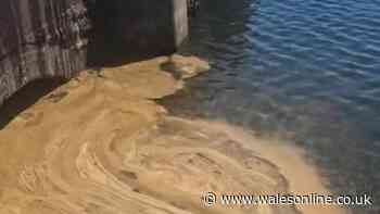 Heatwave causes popular waterfront to turn brown