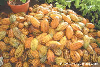 How structural neglect weakens Nigeria’s Cocoa earnings