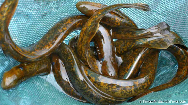 Why scientists kill 9 million sea lampreys every year in the Great Lakes of America