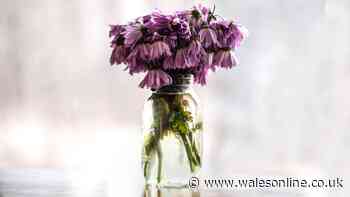 Revive drooping flowers in 30 minutes with simple revitalising tip