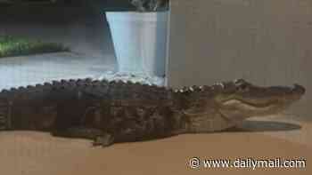 Terrified Florida family hear scuttles as they wake up... and find 7ft alligator at their door