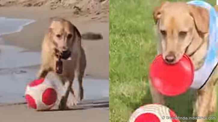 Named after Lionel Messi, viral Labrador ‘MessiPaws’ wins hearts with incredible football dribbling skills