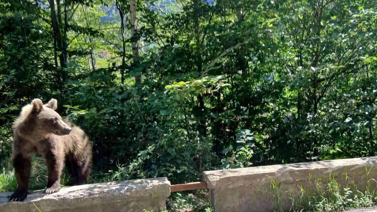 Bärenspur in Bayern: Kotfund alarmiert Behörden – Warnung an Wanderer