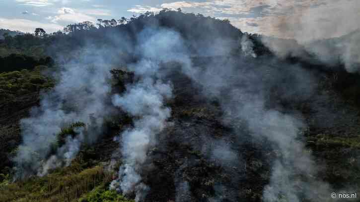 Vorig jaar flink minder Amazoneregenwoud afgebrand
