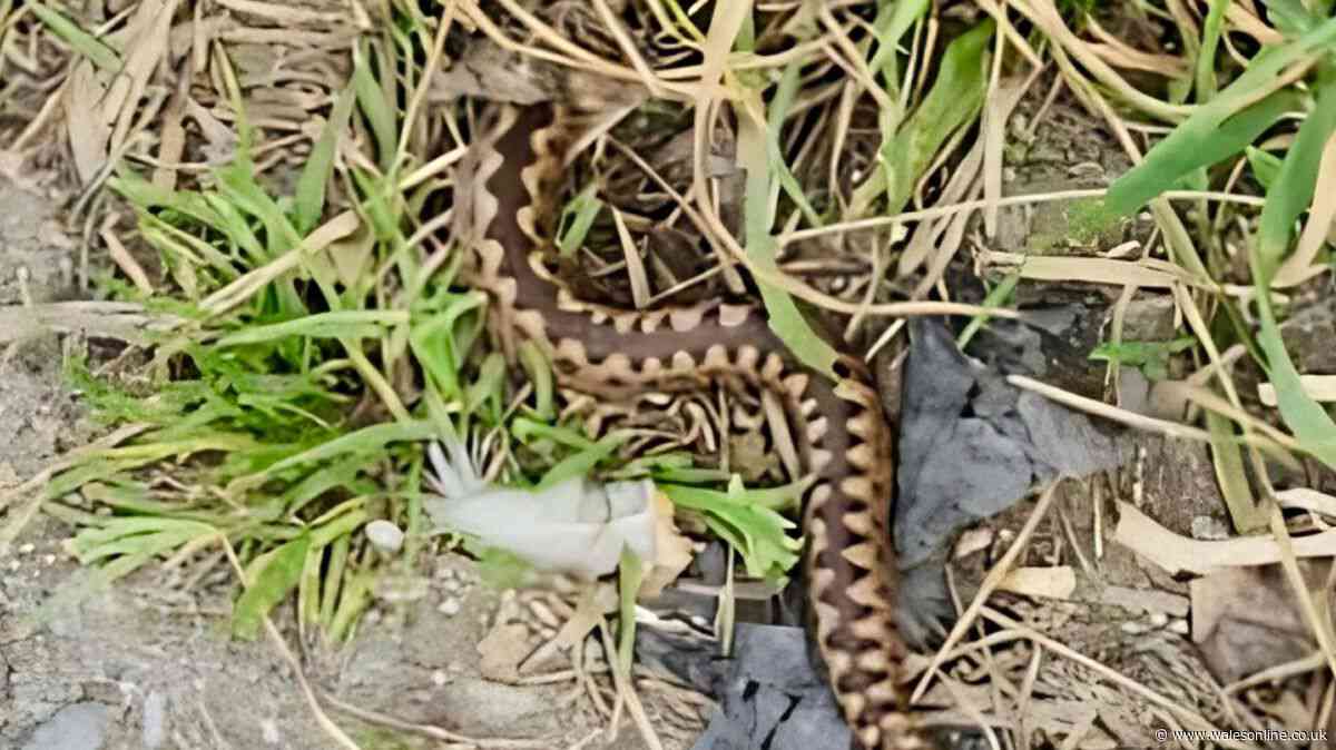 'I had to be rushed to hospital after being bitten by venemous snake hiding under my sofa'