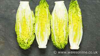 Keep lettuce fresh for up to 2 weeks longer in the fridge by wrapping in 1 common item