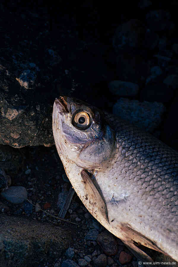 Fischsterben in der Ach bei Blaubeuren: Untersuchungen weisen  auf Zusammenspiel mehrerer Faktoren hin