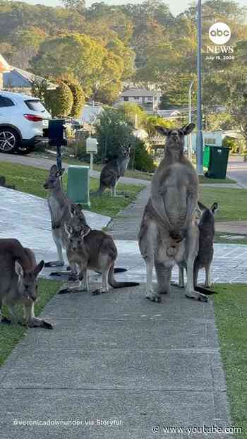 Massive kangaroo stands guard on neighborhood sidewalk