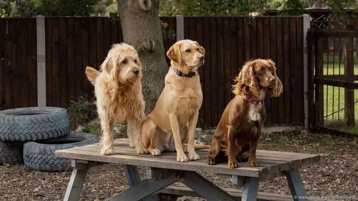 Sie können Ihren Hund guten Gewissens in eine Hundepension geben, wenn Sie im Urlaub sind