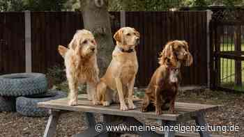 Sie können Ihren Hund guten Gewissens in eine Hundepension geben, wenn Sie im Urlaub sind
