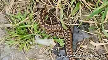 'I had to be rushed to hospital after being bitten by venomous snake hiding under my sofa'