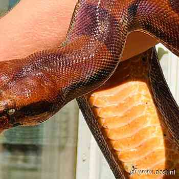 Eigenaar van gedumpte boa constrictor blijkt slachtoffer van oplichting