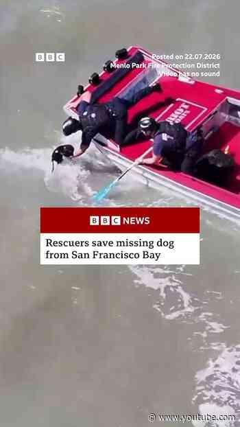 Missing dog rescued in San Francisco Bay. #BBCNews