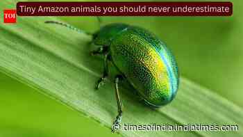 The world’s deadliest creatures aren’t always the biggest: 10 tiny Amazon animals you should never underestimate