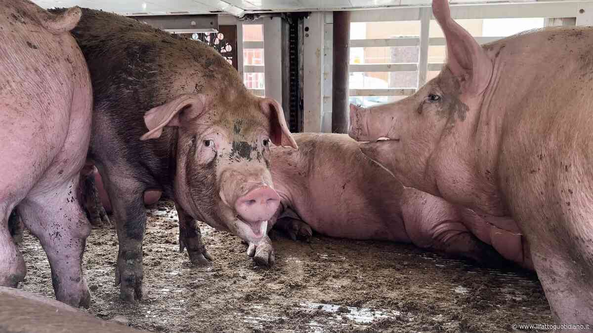 Maiali della filiera Dop italiana morti e agonizzanti nei camion con oltre 45 gradi e senz’acqua: la video-inchiesta di Essere Animali