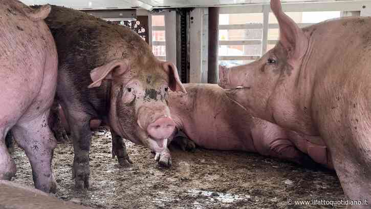 Maiali della filiera Dop italiana morti e agonizzanti nei camion con oltre 45 gradi e senz’acqua: la video-inchiesta di Essere Animali