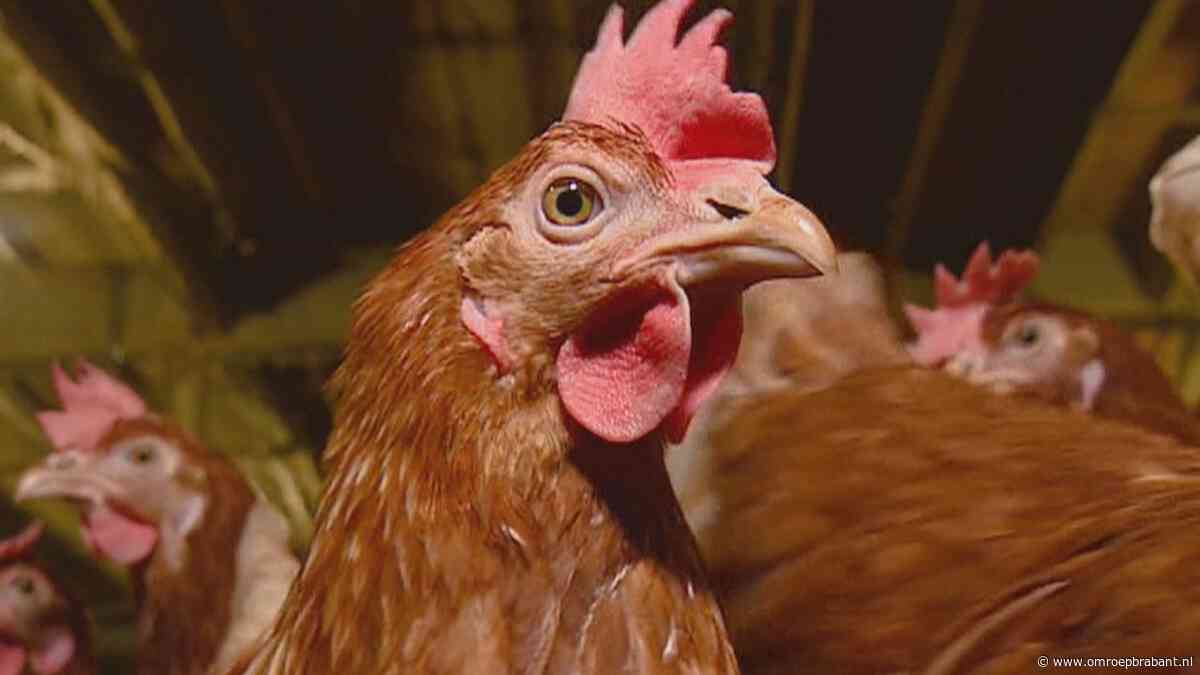 Provincie erkent slechte communicatie over vergunningen rond kippenboeren