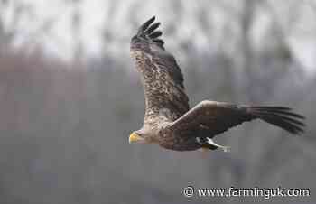 Forty sea eagles to be tracked over sheep and lamb losses
