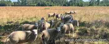 Boeren tussen twee natuurgebieden: soms is meer mogelijk dan je denkt