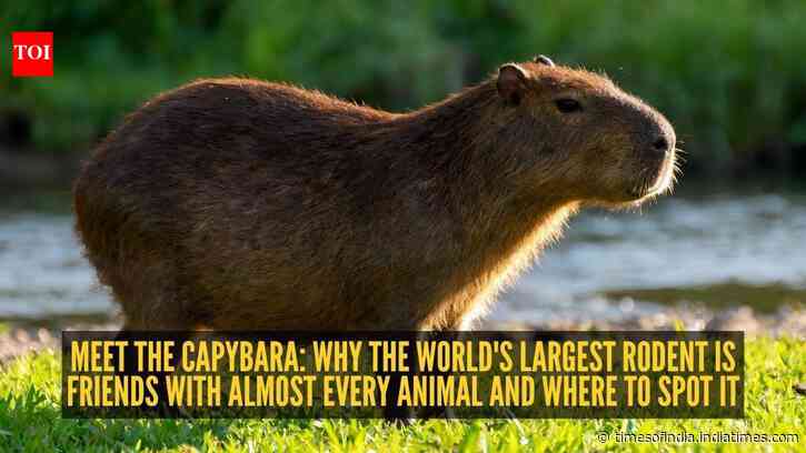 Meet the capybara: Why the world's largest rodent is friends with almost every animal and where to spot it