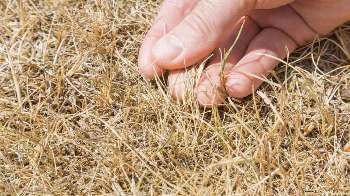 Revive 'brown' and 'wilted' lawns after a heatwave with expert's 4-step guide