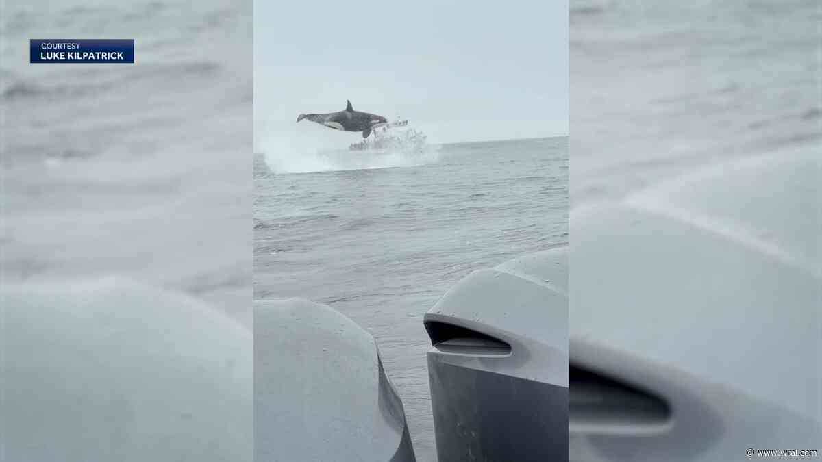 Wow! Orca goes airborne hunting dolphins