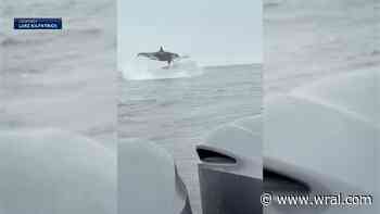 Wow! Orca goes airborne hunting dolphins