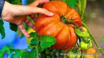 Tomatoes can grow bigger and plumper if you do quick task before July ends