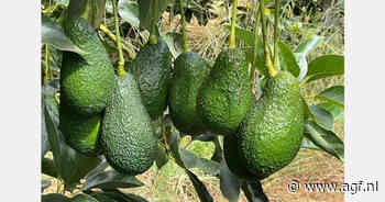 Ondanks hitteschade verwacht Marokko nog steeds een goed avocadoseizoen