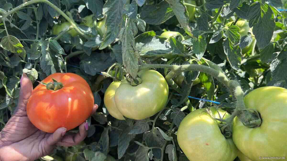 Die drei wichtigsten Gartenarbeiten im August, die Hobbygärtner erledigen sollten