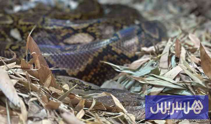 وفاة طفلة بأزيلال متأثرة بلدغة أفعى
