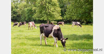 Openstelling subsidieregeling extensivering melkveehouderij verlengd tot januari 2027