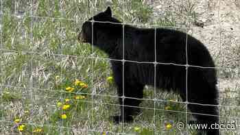 Fatal black bear attacks are extremely rare despite recent killings in Saskatchewan, experts say