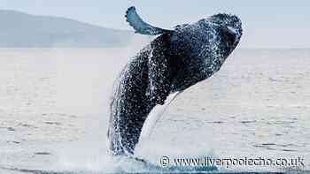 Icelandic cruise with waterfalls and whales sails from Liverpool next summer